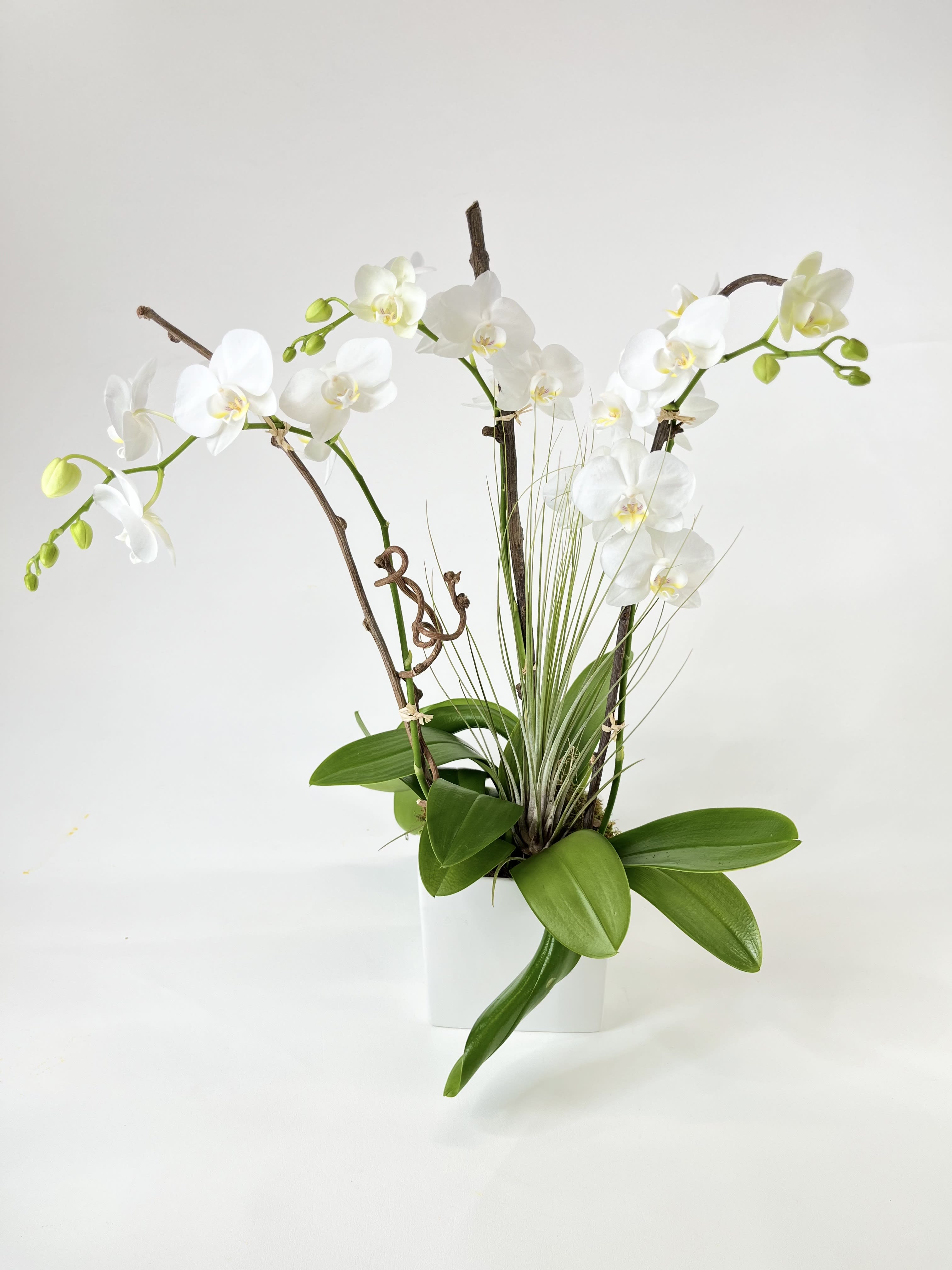 White orchids arranged in a white pot with green leaves