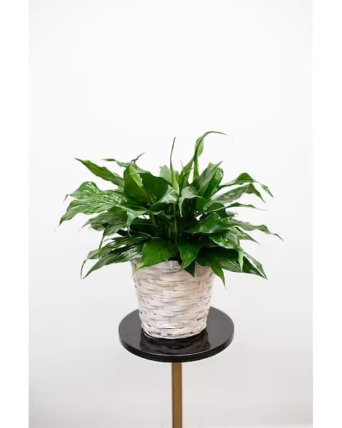 Potted green plant in a white woven basket on a stand