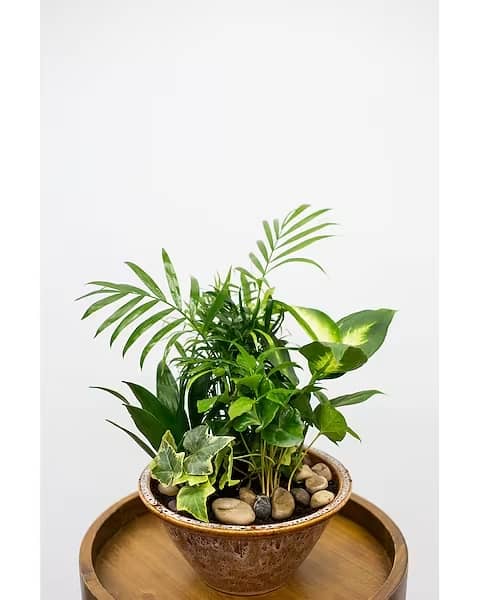 Potted green houseplant arrangement in a ceramic bowl