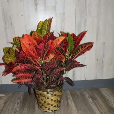 Croton Plant  - Garden croton's stunning leaves make this plant a great addition to any home. They require bright light and you can judge the water needs by if new leaves are wilting. A great gift for a variety of occasions, a croton plant is the perfect present for any occasion.