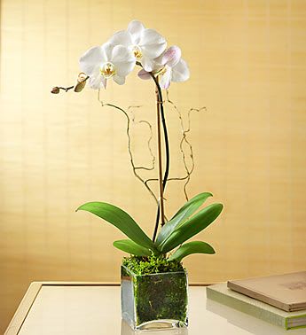 Single Orchid Plant - Single stem orchid plant in clear cube, accented with curly willow
