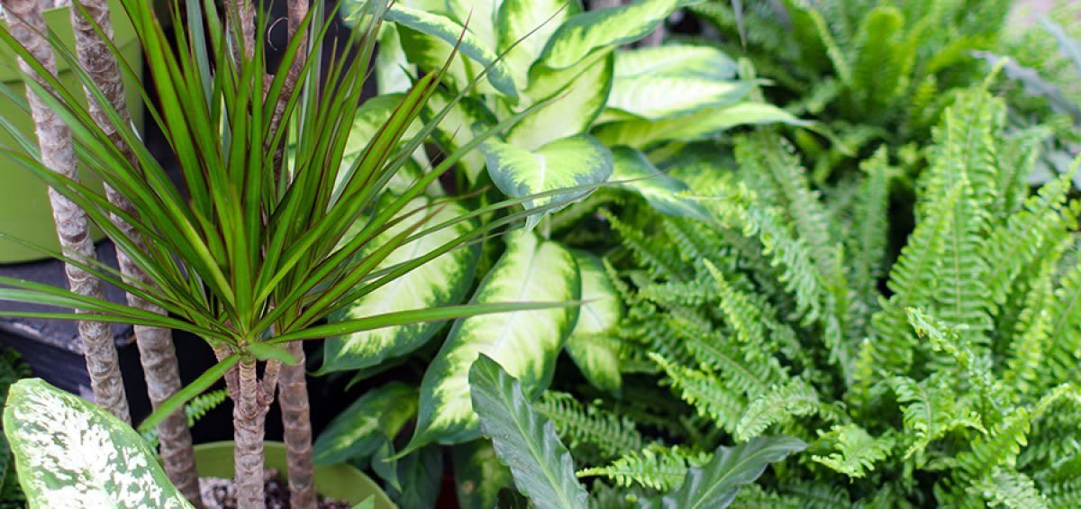 Assorted potted tropical plants and ferns with variegated foliage