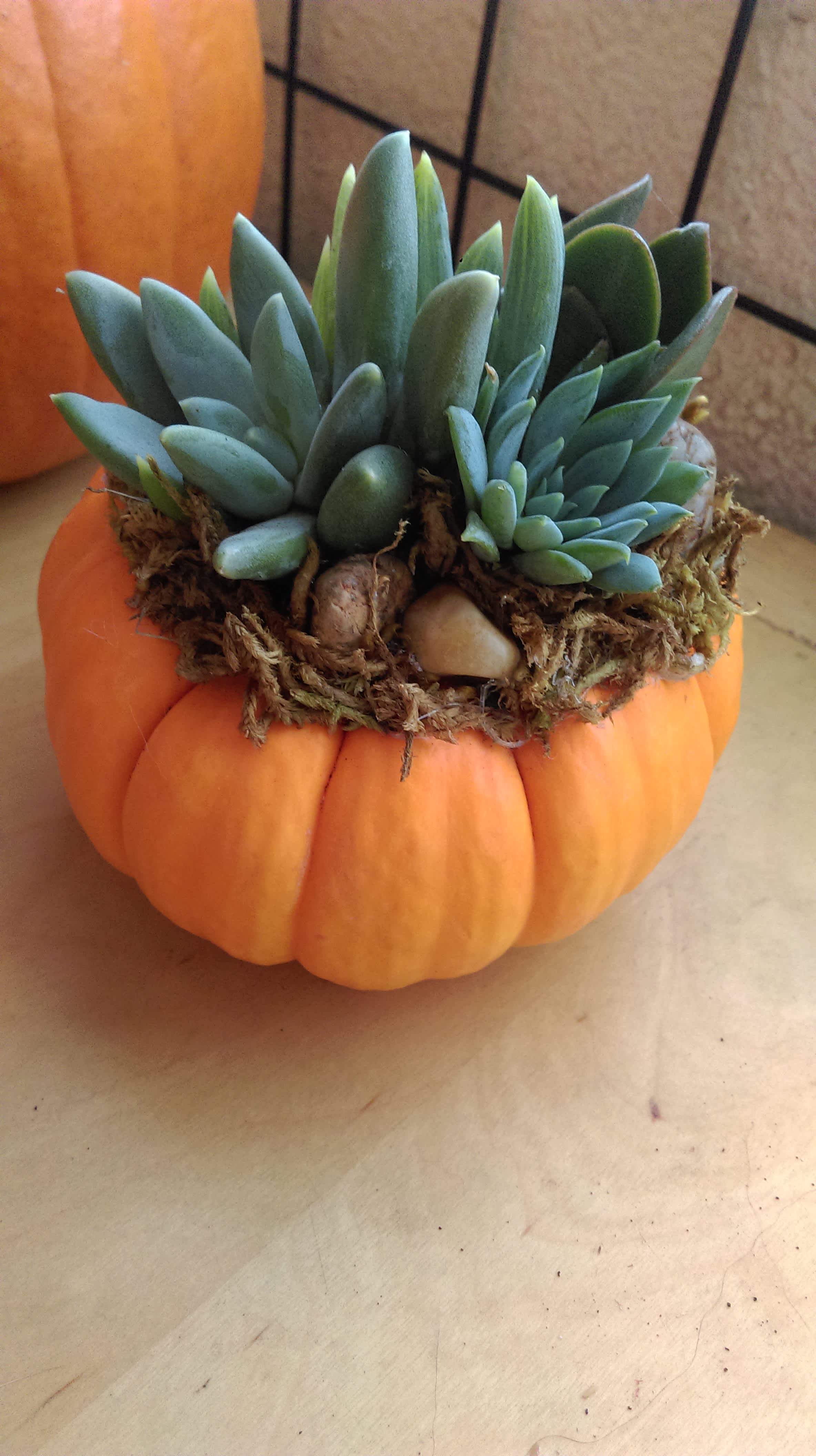 Fall Succulents - Who loves succulents? We do! Fall is here and our popular pumpkin succulent gardens are here.  Sizes vary by size. Pictured is a medium size (6").