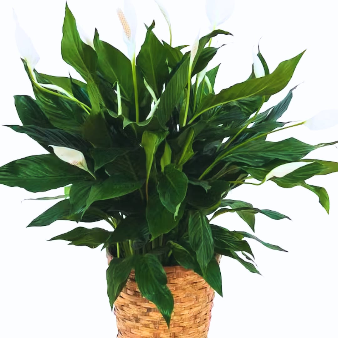 White peace lilies in a woven basket planter