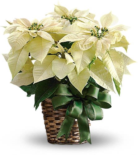 White Poinsettia - A brilliant departure from tradition this white poinsettia is a winter wonderland of elegance. If you want to send a gift that will really stand out this is a dazzling choice! The white poinsettia plant comes in a natural basket and is complemented by a fabulous green satin ribbon. It's as beautiful as fresh snow on Christmas Eve.Approximately 20" W x 22" H Orientation: N/A As Shown : T122-2A
