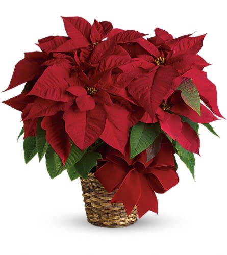 Red Poinsettia - The red poinsettia has been a holiday favorite for generations?and for a very good reason. It practically screams "Merry Christmas!" A red poinsettia is delivered in a natural basket that is wrapped with a beautiful red velvet ribbon. A timeless classic!Approximately 23 1/2" W x 22 1/2" H Orientation: N/A As Shown : T122-1A