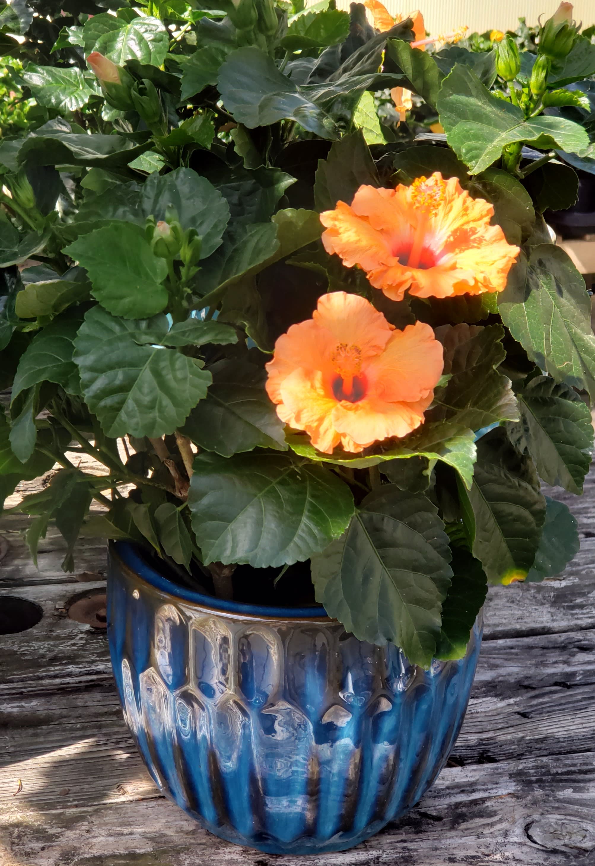 Orange hibiscus flowers in a blue ceramic pot