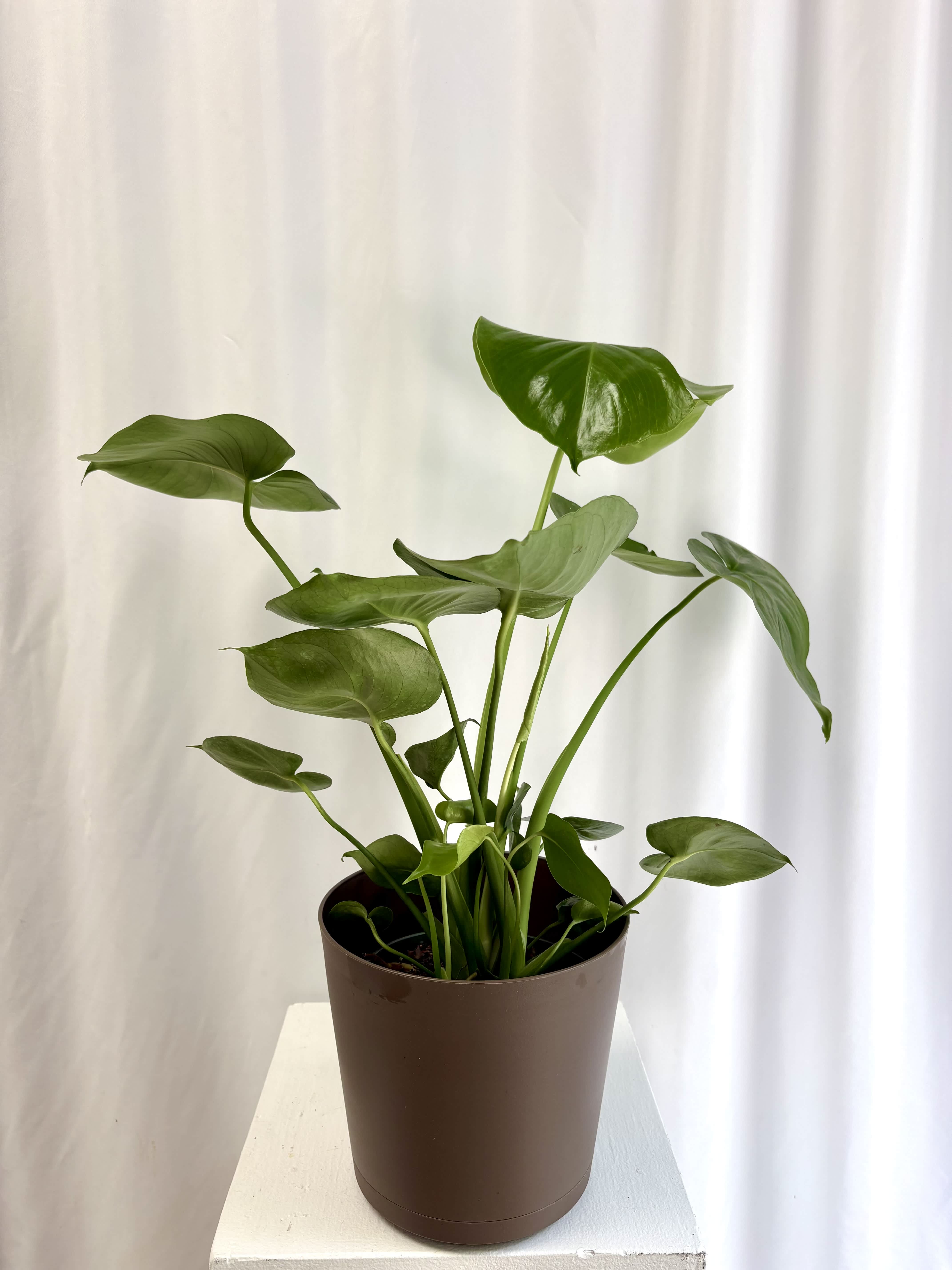 Potted green houseplant with broad glossy leaves in a brown container