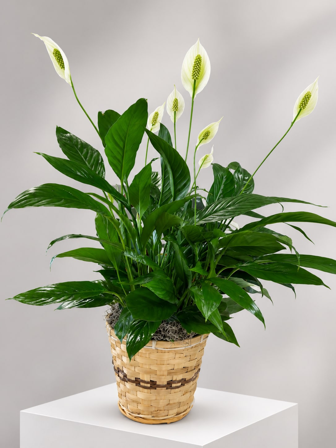 Potted peace lily with white blooms in a woven basket
