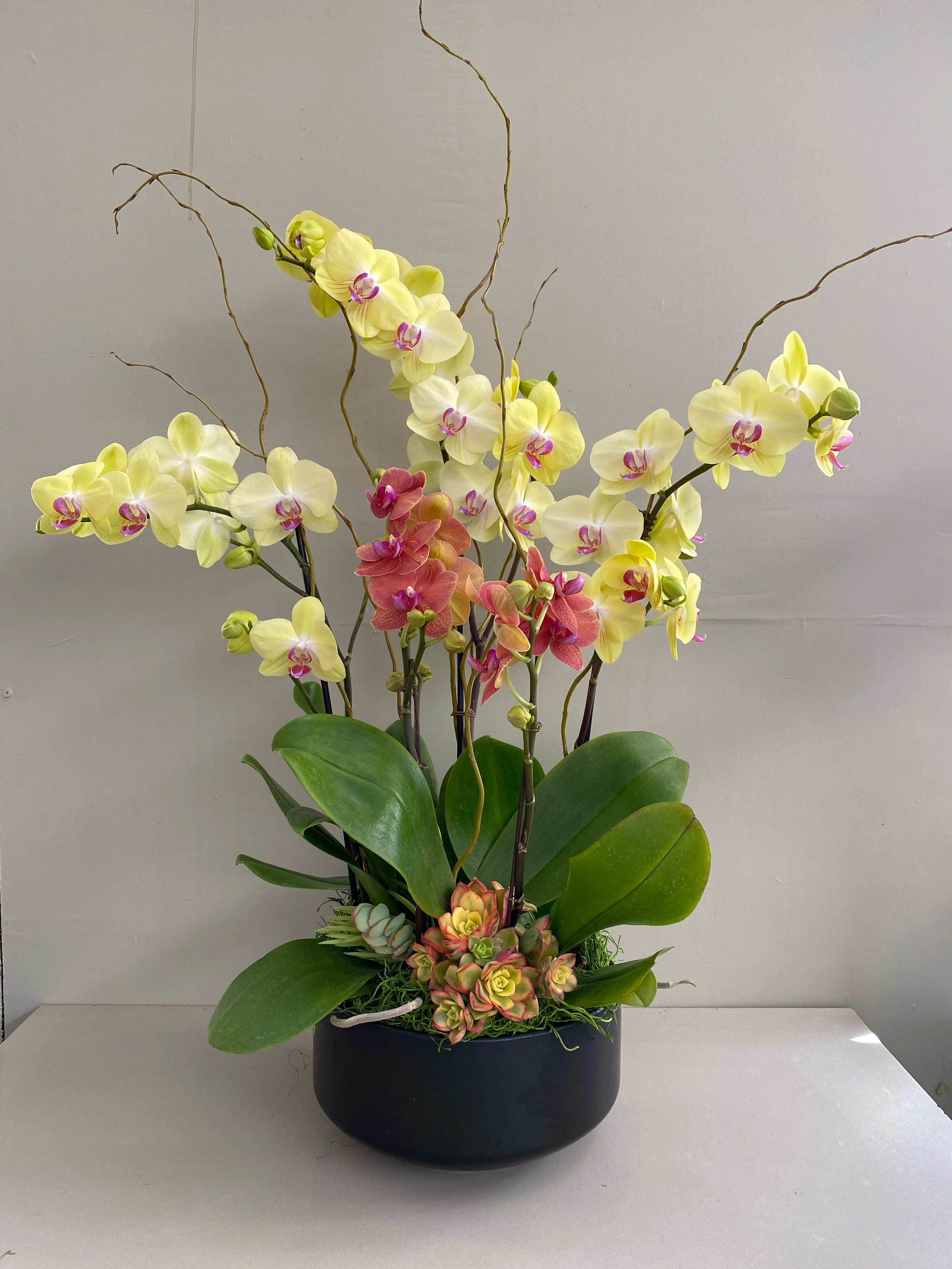 Potted orchid arrangement with yellow and pink blooms in a black container