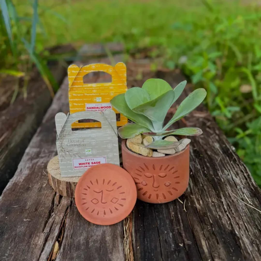 Small potted succulent with two incense packages and a terracotta lid
