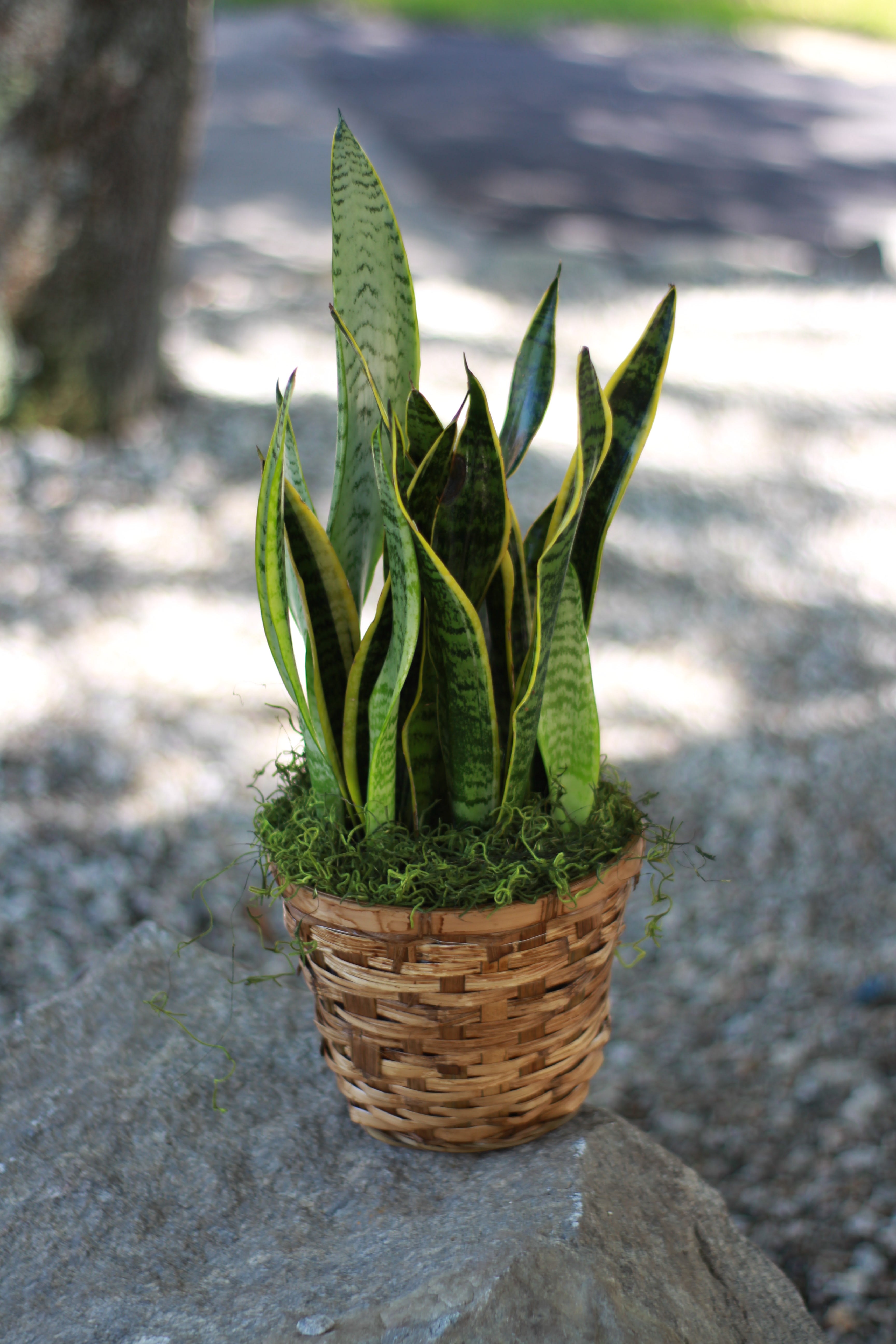 Potted snake plant in a woven basket