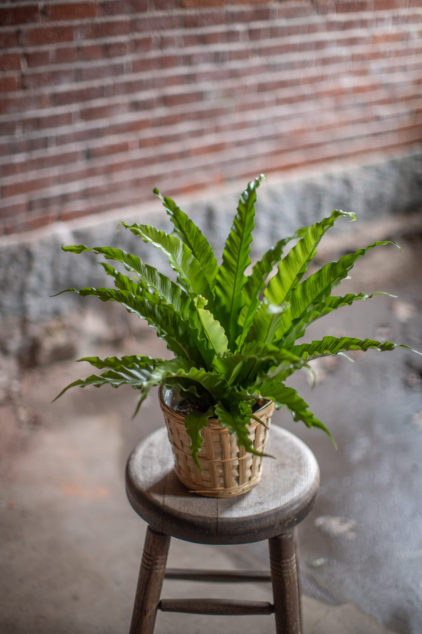 Potted fern in a woven basket on a wooden stool