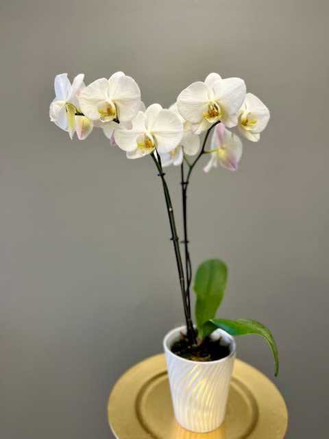 White orchid plant in a white pot on a gold tray