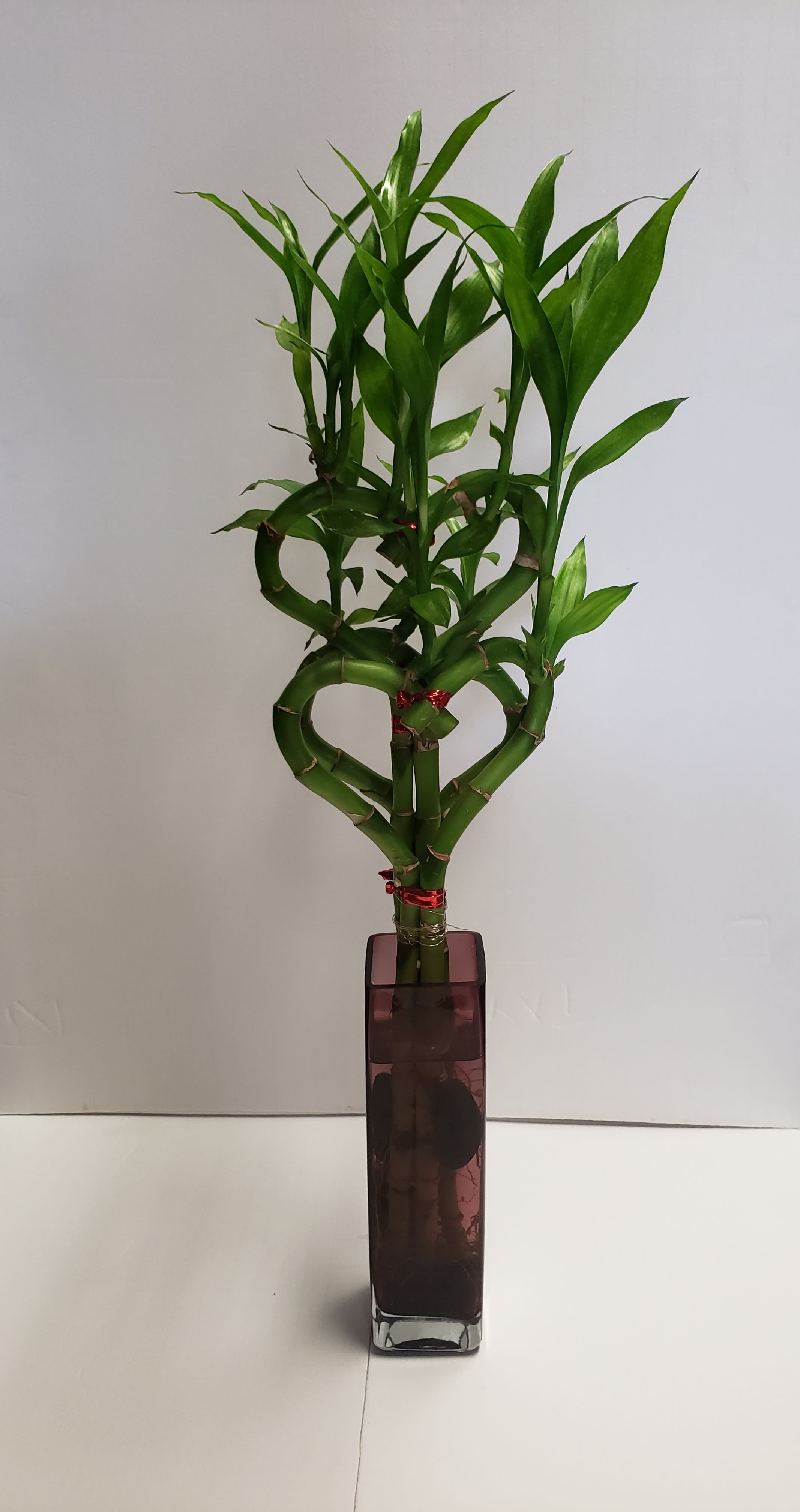 Braided lucky bamboo plant in a tall square glass vase