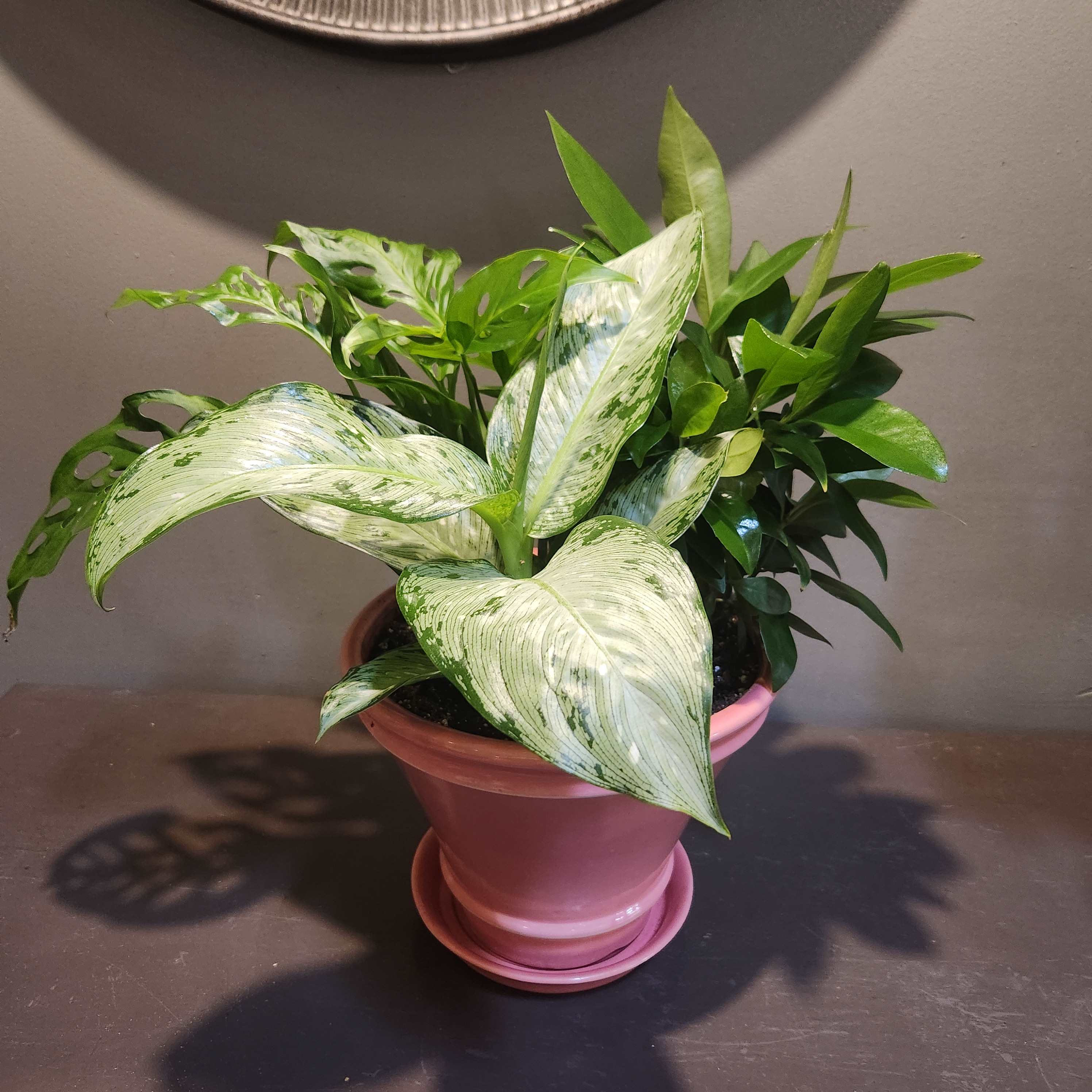 Potted green houseplant with variegated leaves in a pink pot