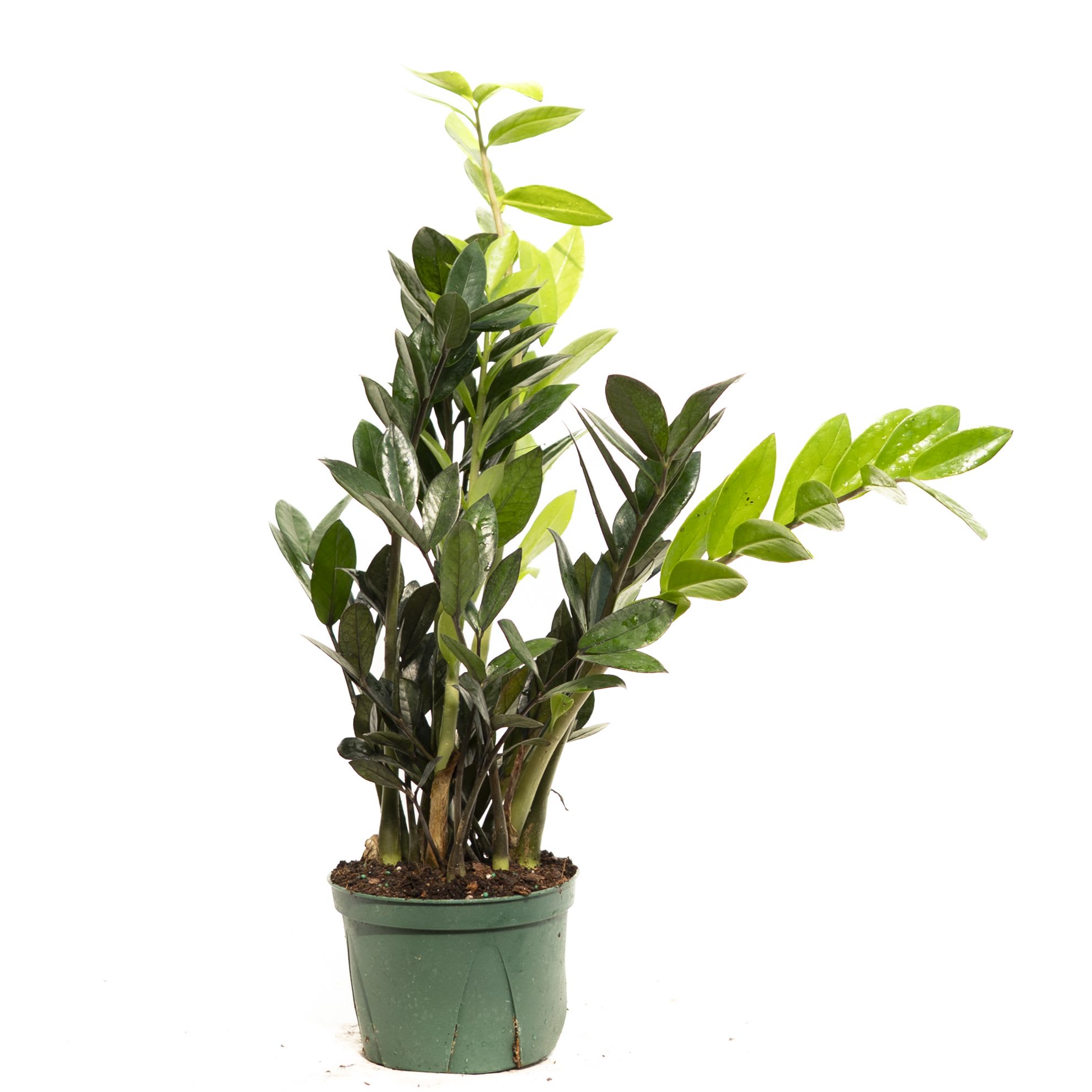 Potted green houseplant with glossy oval leaves
