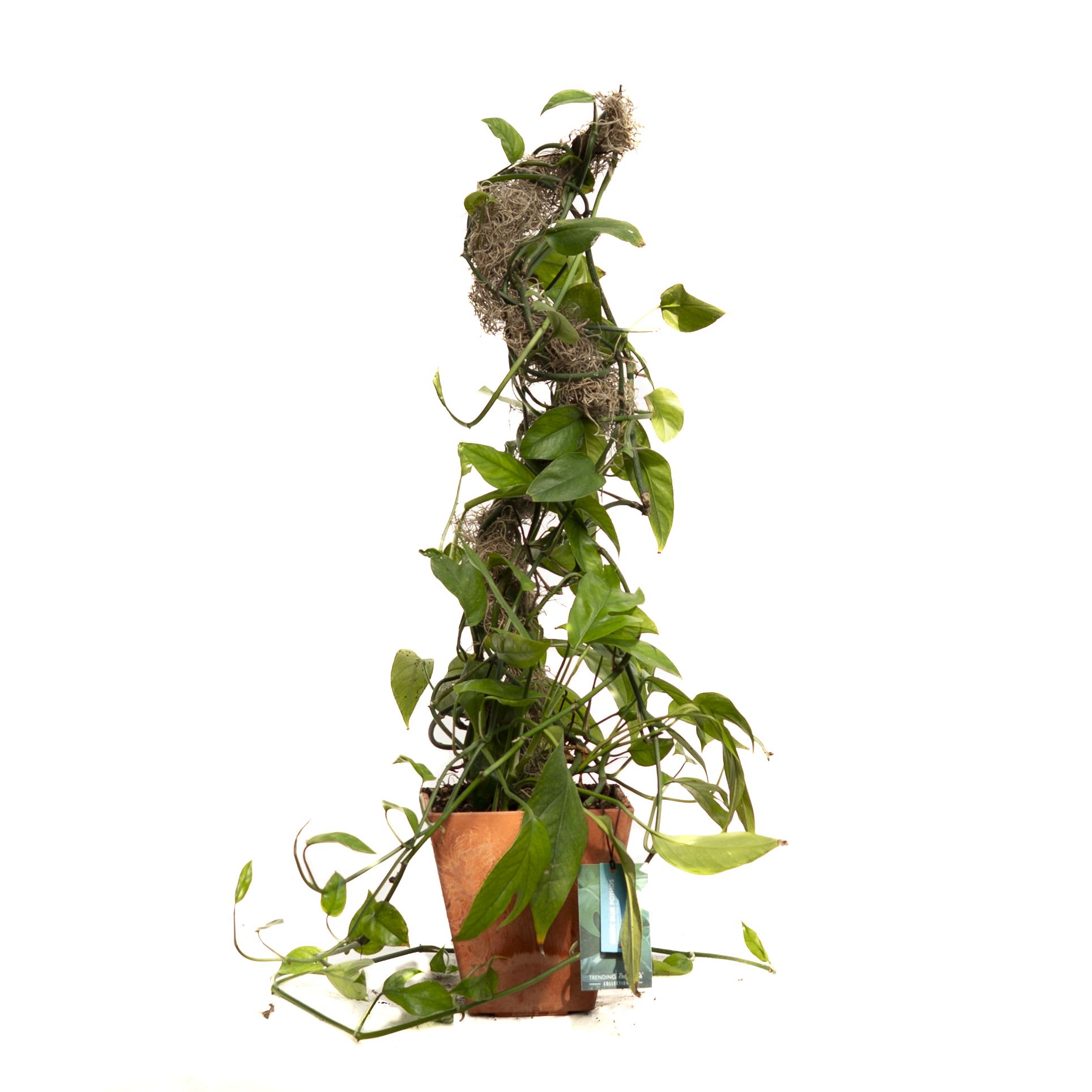 Potted trailing green houseplant trained on a moss pole