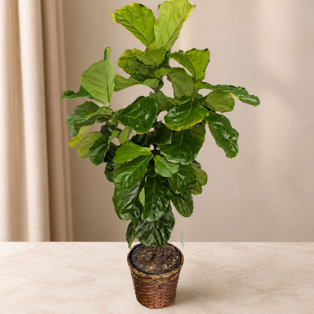 Potted fiddle leaf fig plant in a woven basket