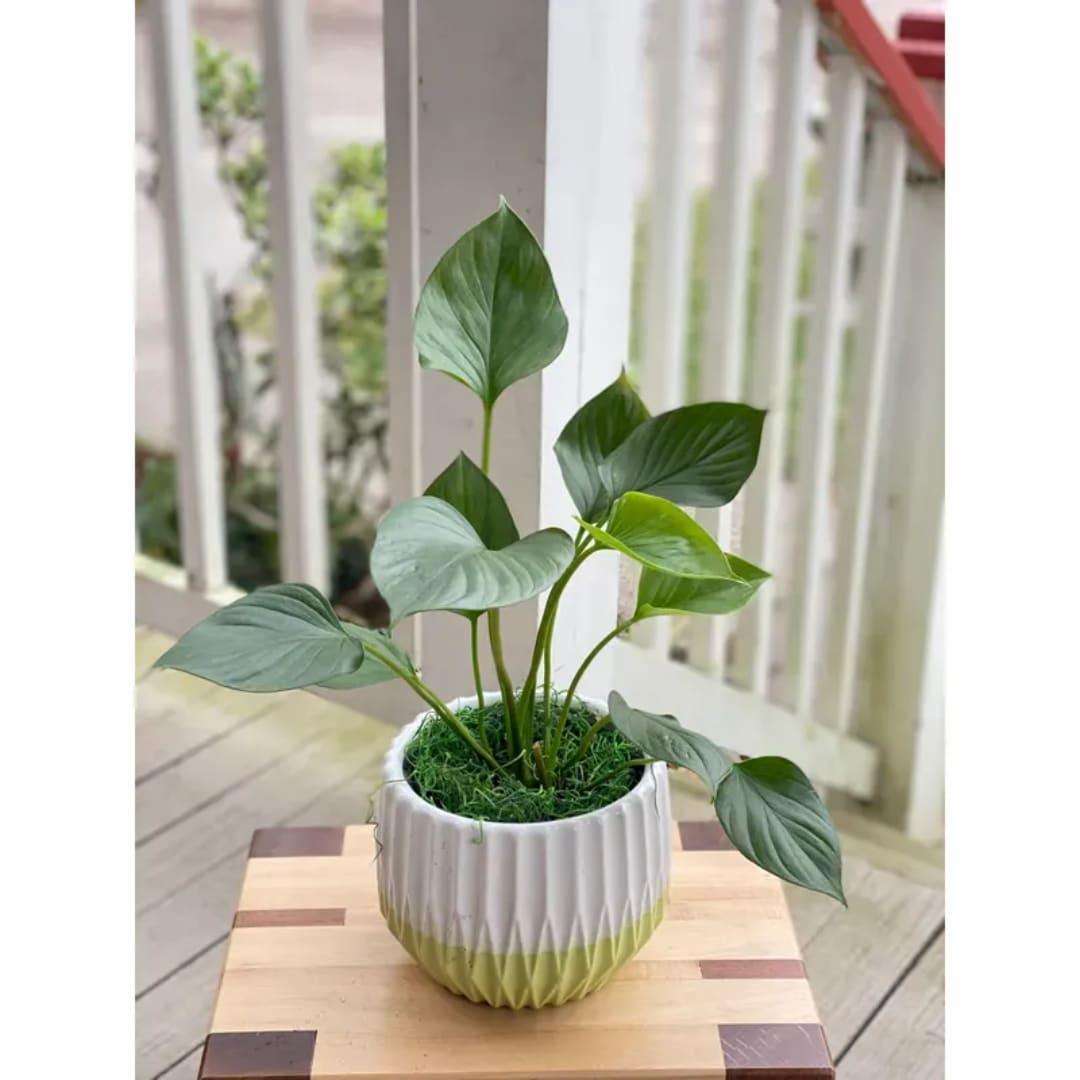 Potted green houseplant in a white and green ceramic planter