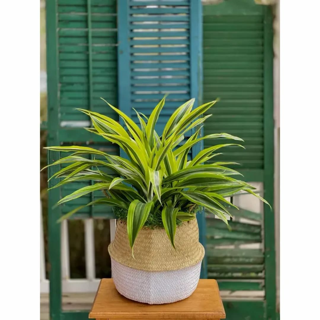 Potted variegated green plant in a woven basket cover