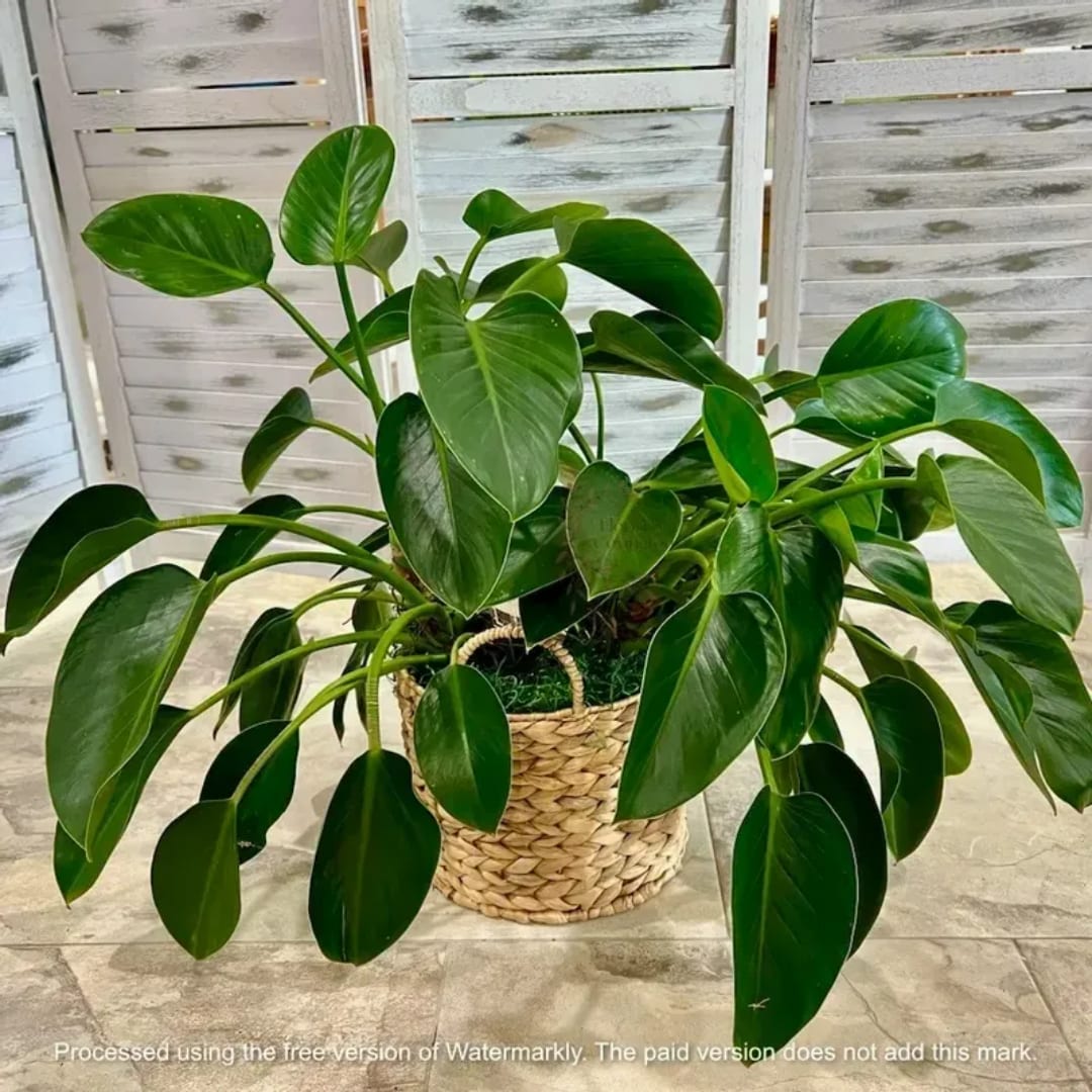Potted green houseplant in a woven basket planter