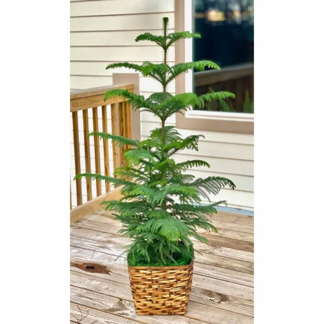 Potted evergreen plant in a woven basket on a wooden deck