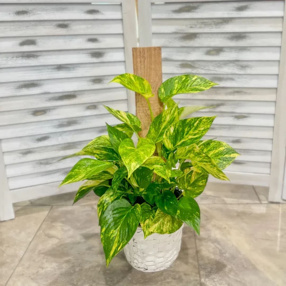Potted pothos plant with variegated green and yellow leaves in a white basket planter