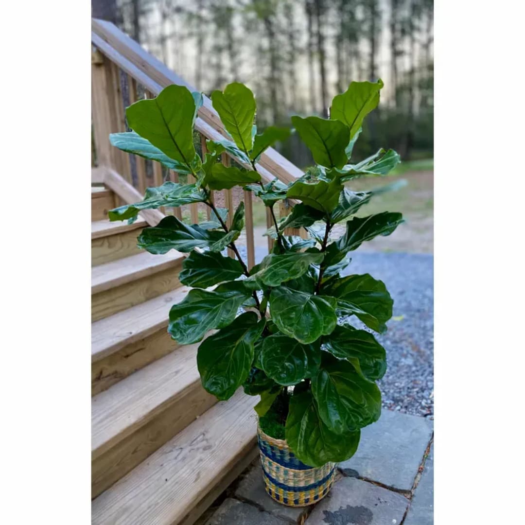 Potted green houseplant with broad glossy leaves in a woven basket