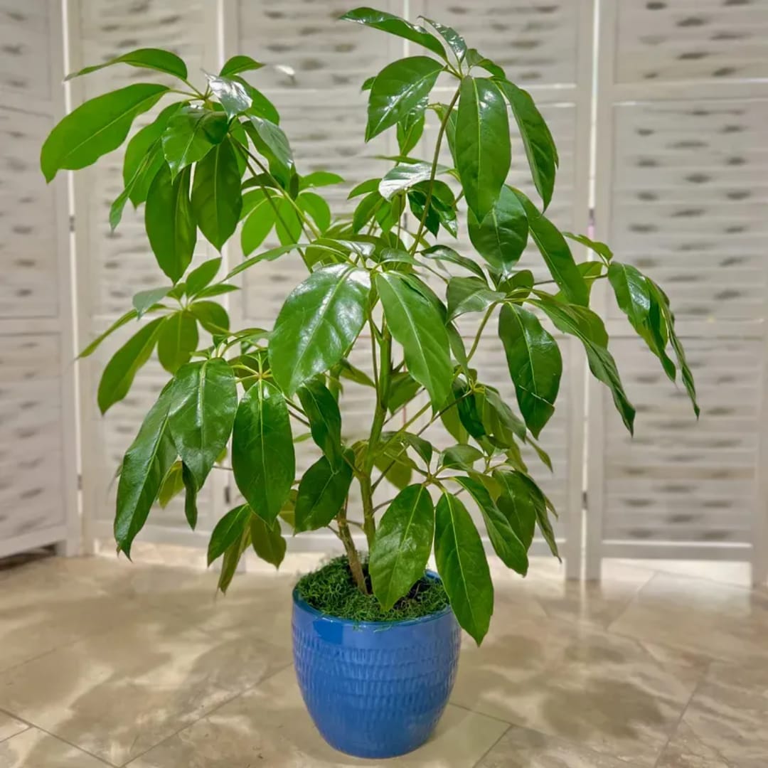 Potted green houseplant with glossy leaves in a blue ceramic pot