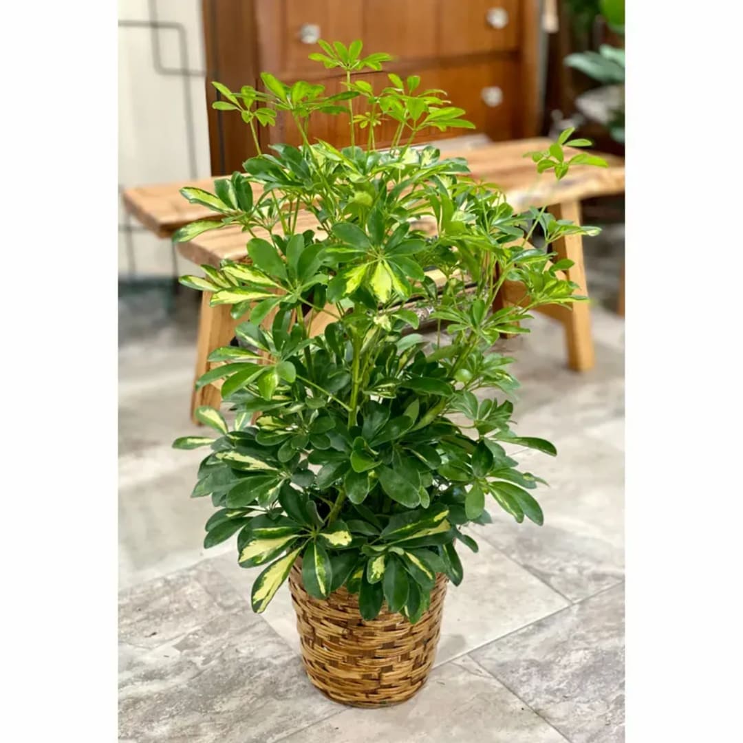 Potted green houseplant in a woven basket planter