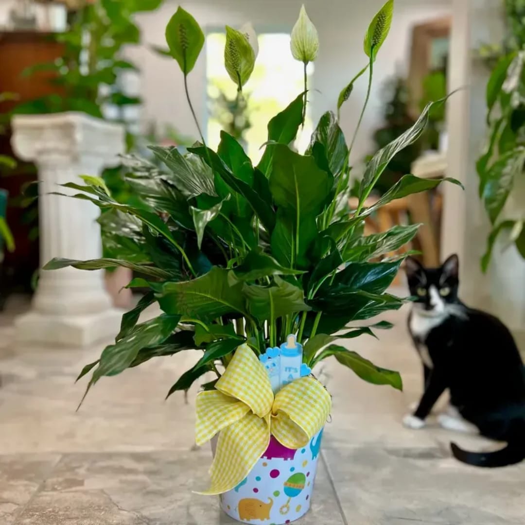 Potted green plant with tall leaves in a decorated container and yellow bow
