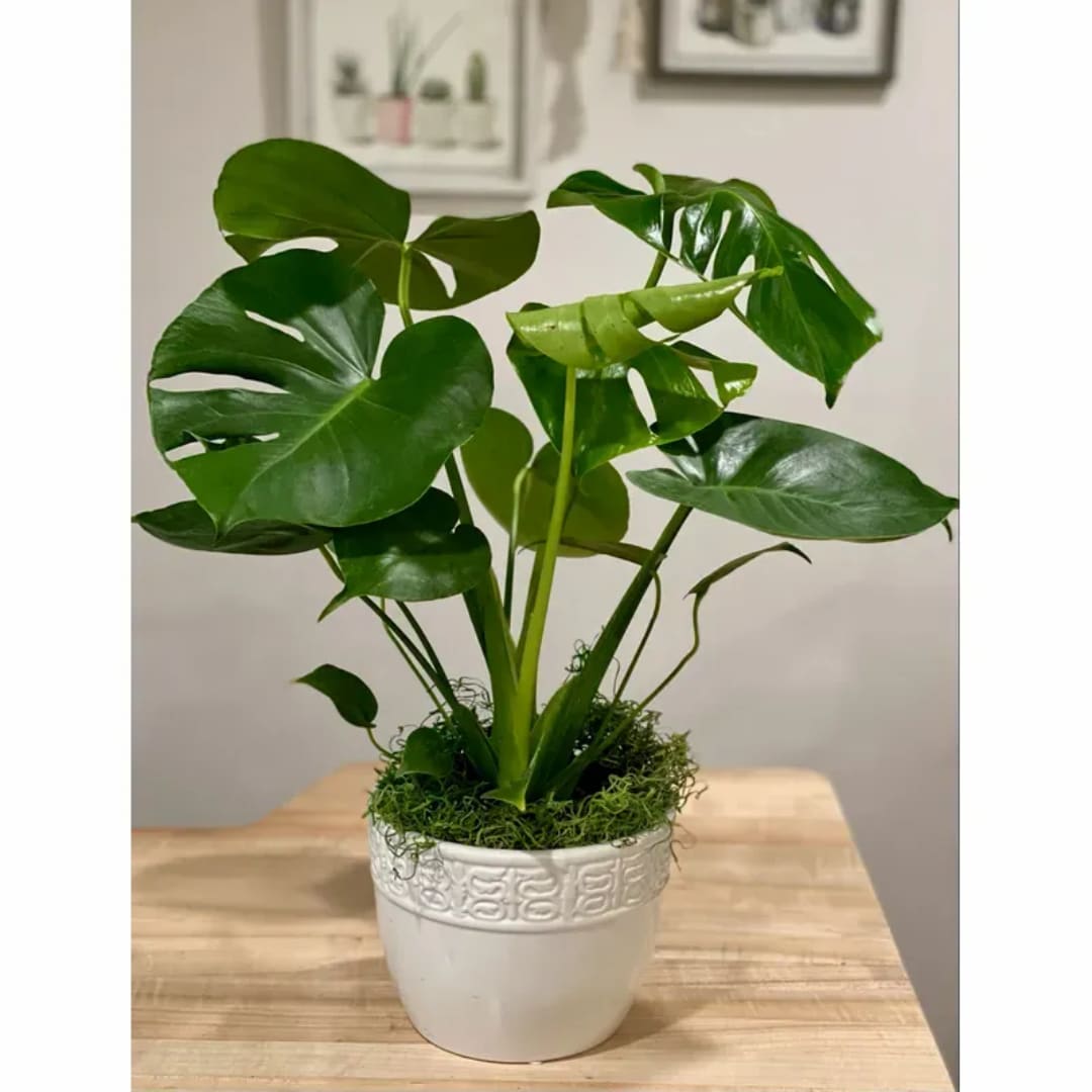 Potted monstera plant in a white ceramic pot on a wooden table