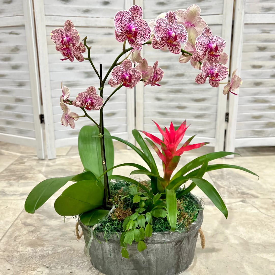 Potted orchid arrangement with pink speckled blooms and a bright red bromeliad