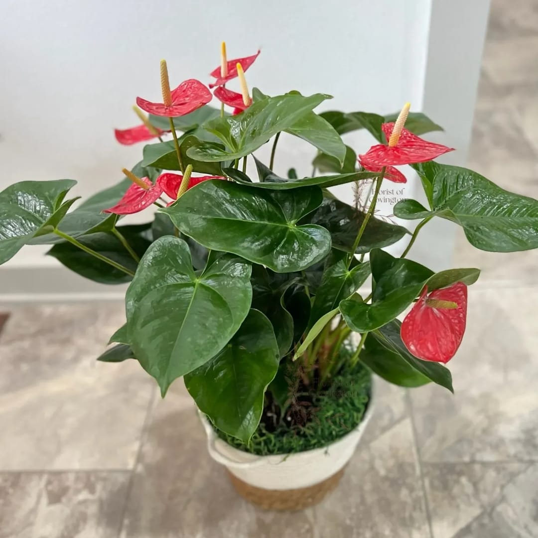 Potted anthurium plant with red blooms and glossy green leaves