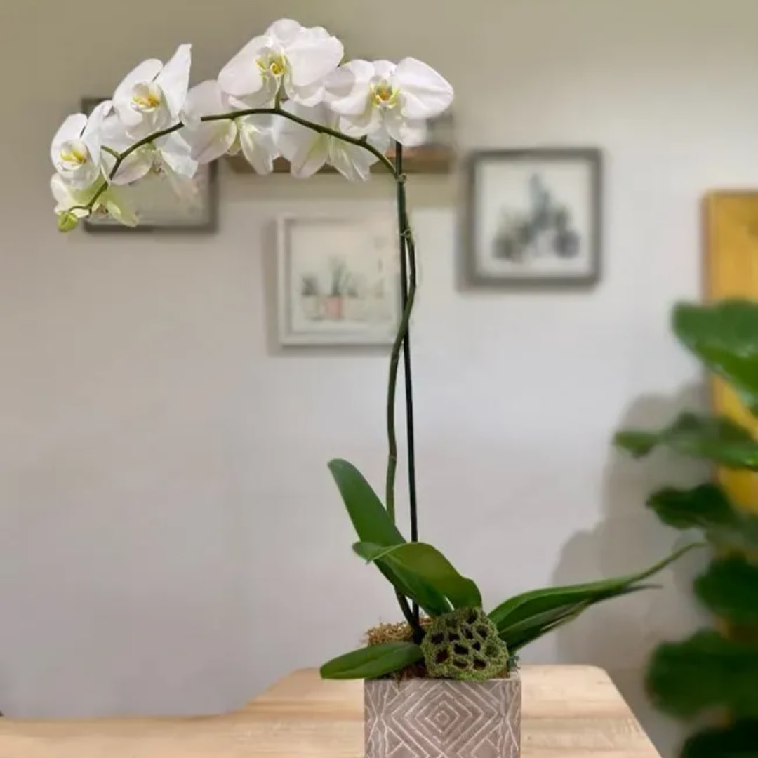 White orchid plant in a patterned square pot on a table