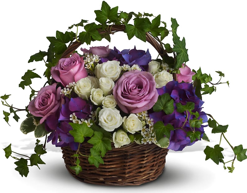 A Full Life - Lush flowers to celebrate a full life. This beautiful basket of flowers for a funeral or home evokes the natural beauty of life with purple hydrangeas, lavender and white roses and winding green ivy. White and purple funeral flowers such as deep purple hydrangea, lavender roses, purple alstroemeria, white spray roses and white waxflower are accented with rich green ivy and variegated pittosporum in a natural basket with a handle. 