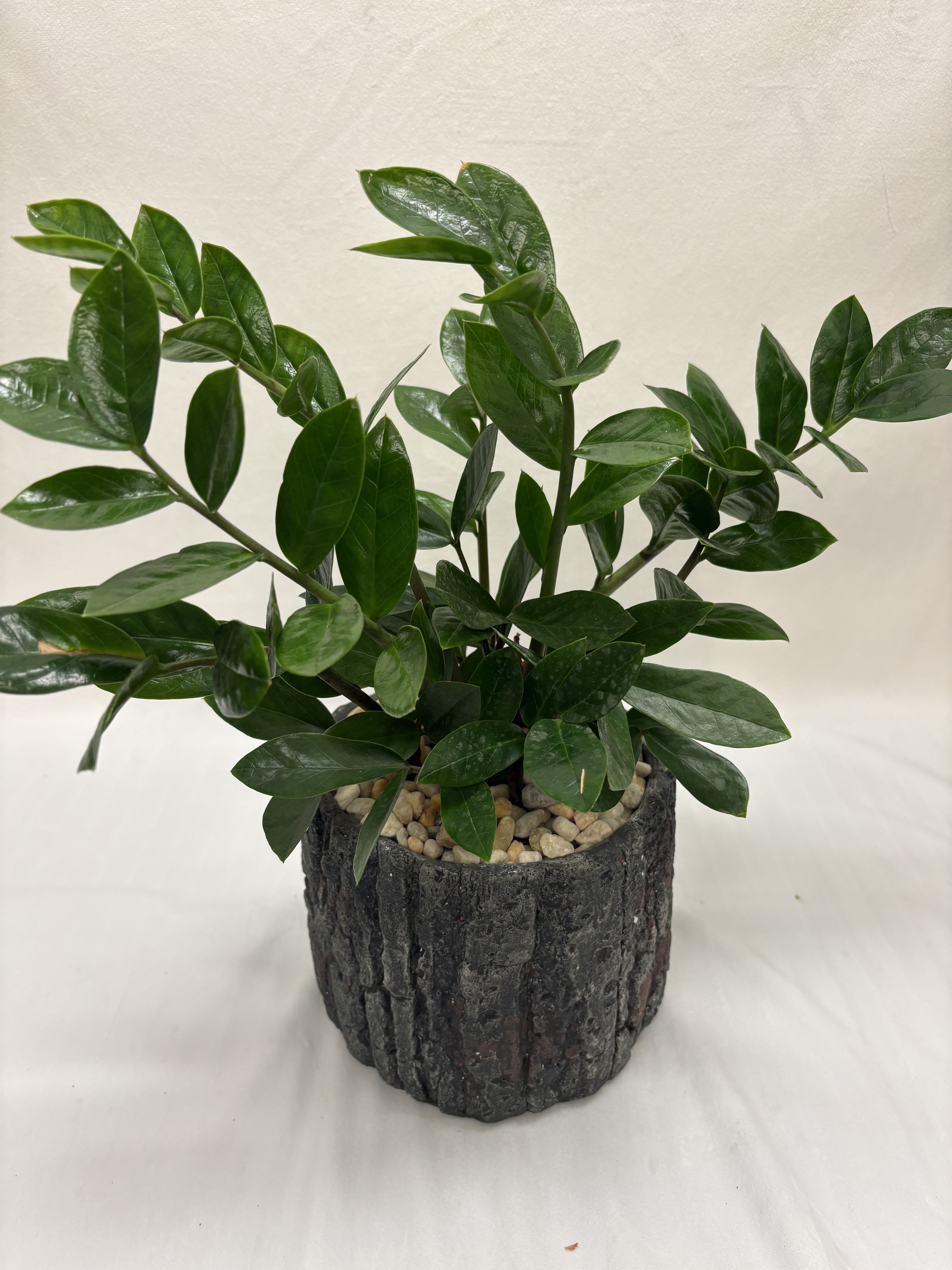 ZZ Plant - Glossy dark-green foliage rises in a compact, sculptural cluster-an elegant potted plant perfect for everyday home or office decor. As a houseplant gift for a friend settling into a new space or a thoughtful desktop pick-me-up, it reads modern and serene; the upright stems and layered leaves give a sense of calm structure that makes the recipient feel seen and cared for.  Planted in a dark, bark-textured planter and finished with light decorative pebbles, this arrangement pairs rich green leaves with a subtle black-toned container for striking contrast. The pot's texture and pebble topping create a natural, low-maintenance look; its compact size fits shelves, consoles, or desks and requires minimal care-bright, indirect light and occasional watering will keep the glossy foliage healthy and full.