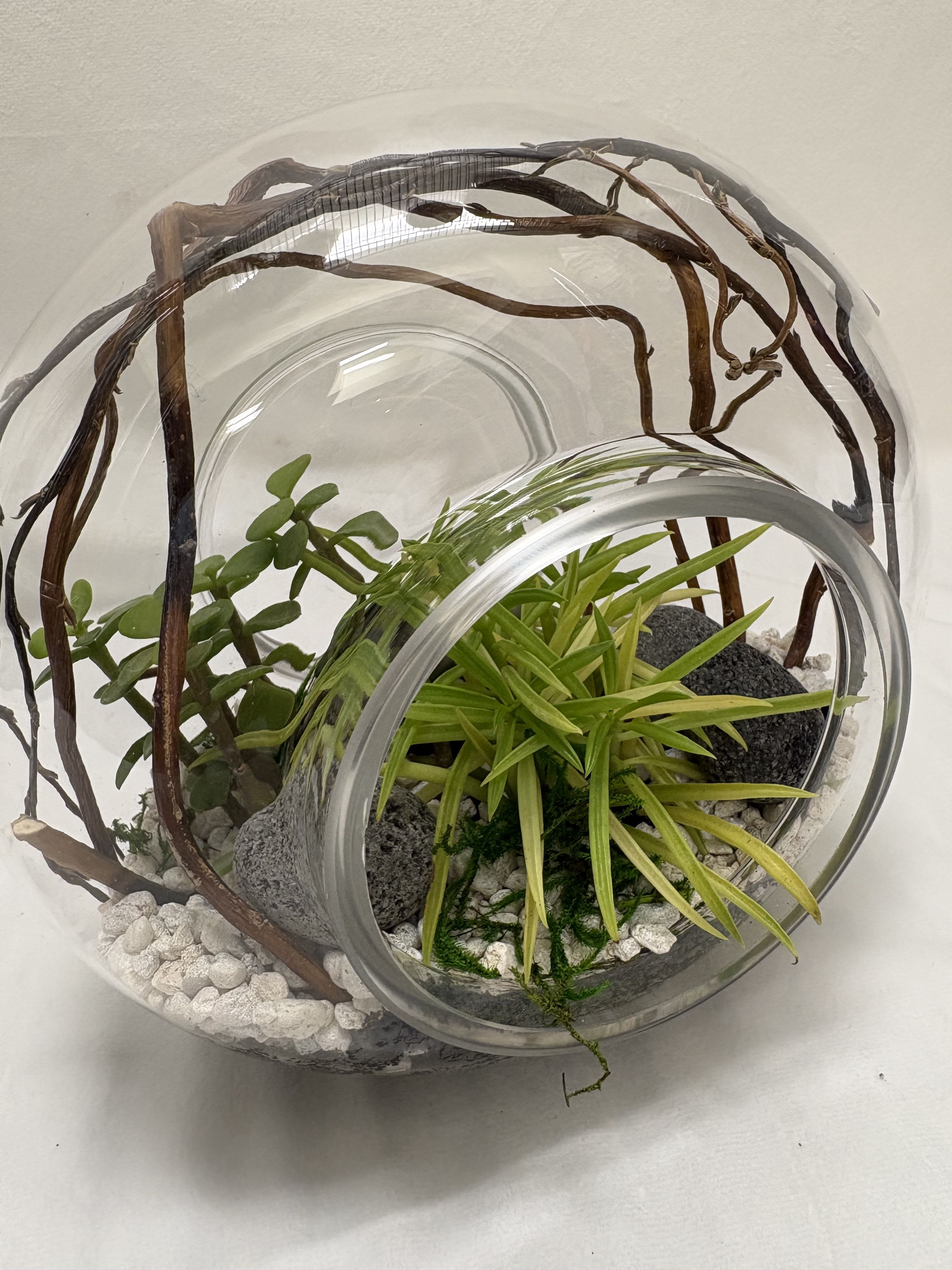 Infinity Terrarium - The composition sits on a bed of white pebbles with black stones woven in for depth, and curving driftwood branches arch above the plants to add sculptural movement and natural texture. The contrast between spiky, architectural foliage and softer, rounded succulent leaves creates visual interest from every angle, and the clear glass bowl keeps the arrangement feeling light and contemporary.  Thoughtfully sized for tabletops, shelves, or a windowsill, this terrarium is ideal for the person you want to make feel cared for without adding extra chores-succulents require minimal watering and bright, indirect light. If you're sending a housewarming, host gift, or just a peaceful reminder that you're thinking of them, this piece arrives ready to display with no fuss.