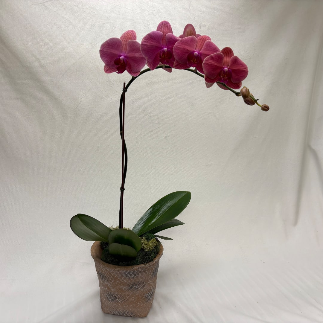 Potted pink orchid with a tall arching stem and broad green leaves