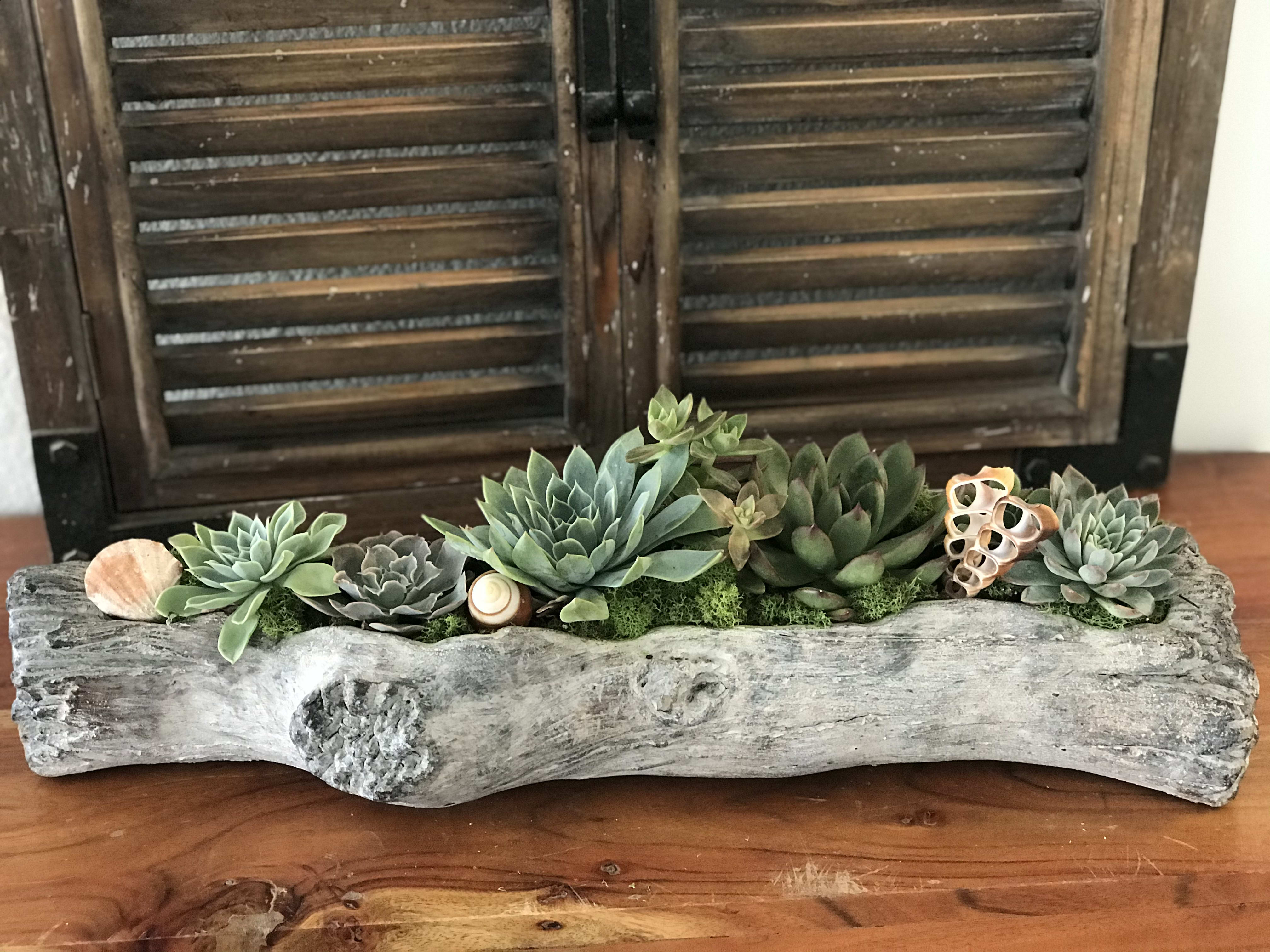 Succulent arrangement in a driftwood planter with seashell accents
