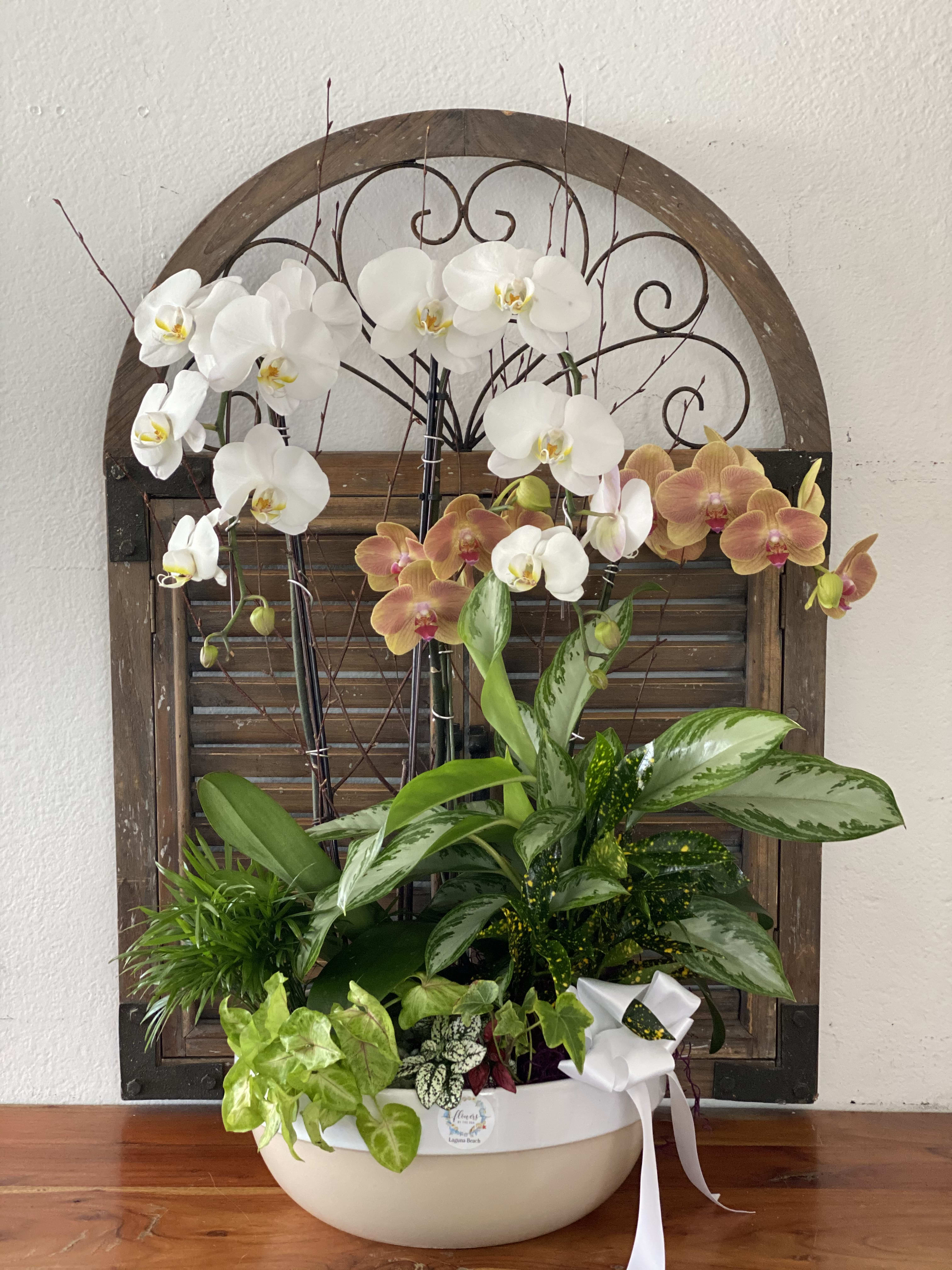 Orchid arrangement in a white bowl with a ribbon bow