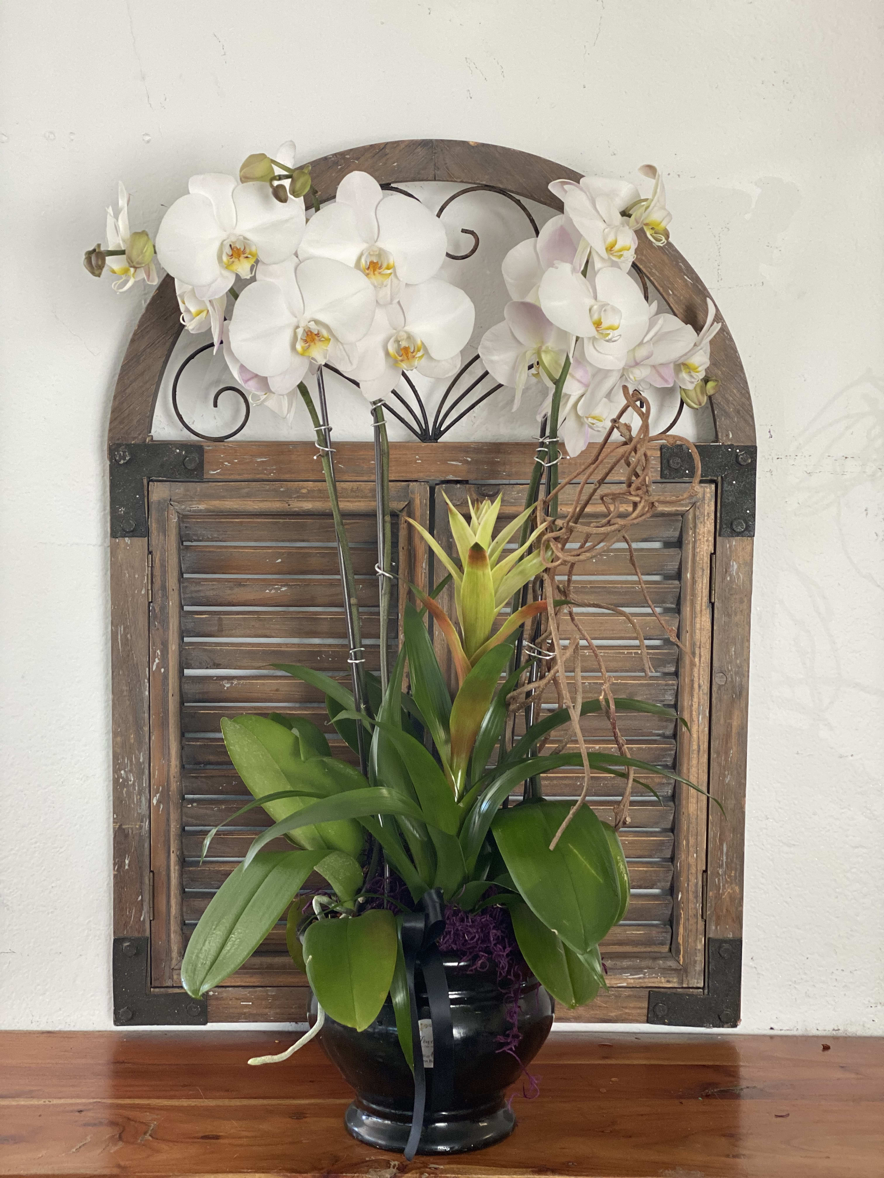White orchids arranged in a black vase with green foliage.