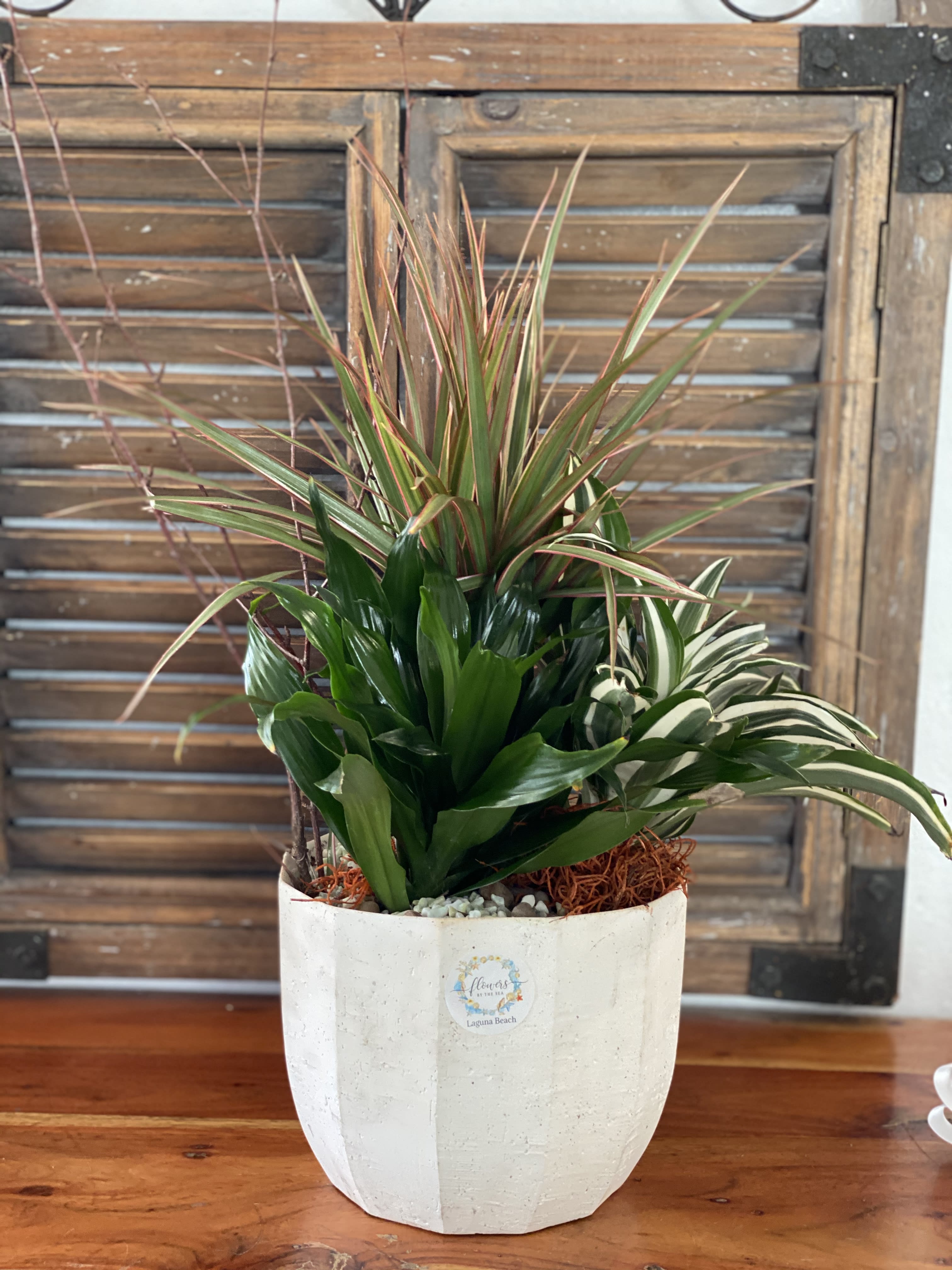Potted arrangement of assorted green houseplants in a white planter