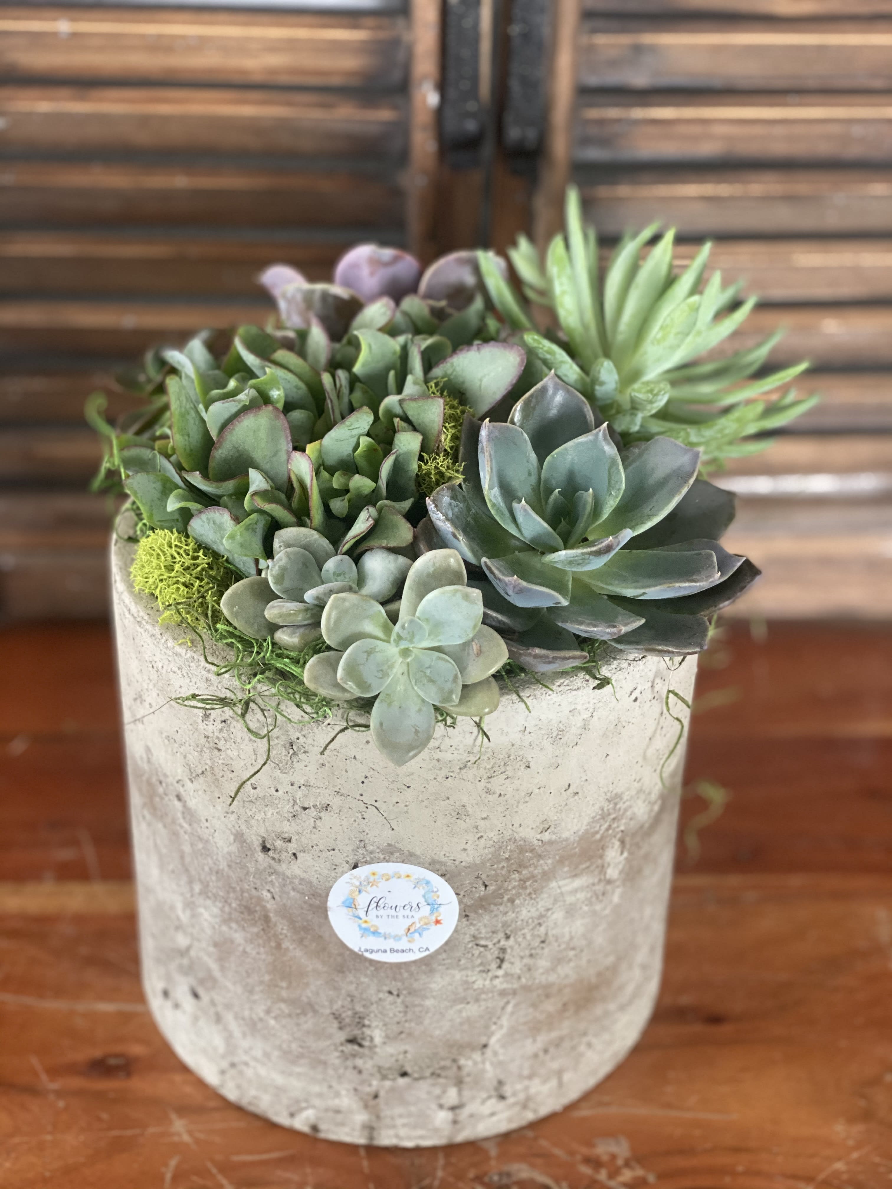 Potted succulent arrangement in a concrete planter