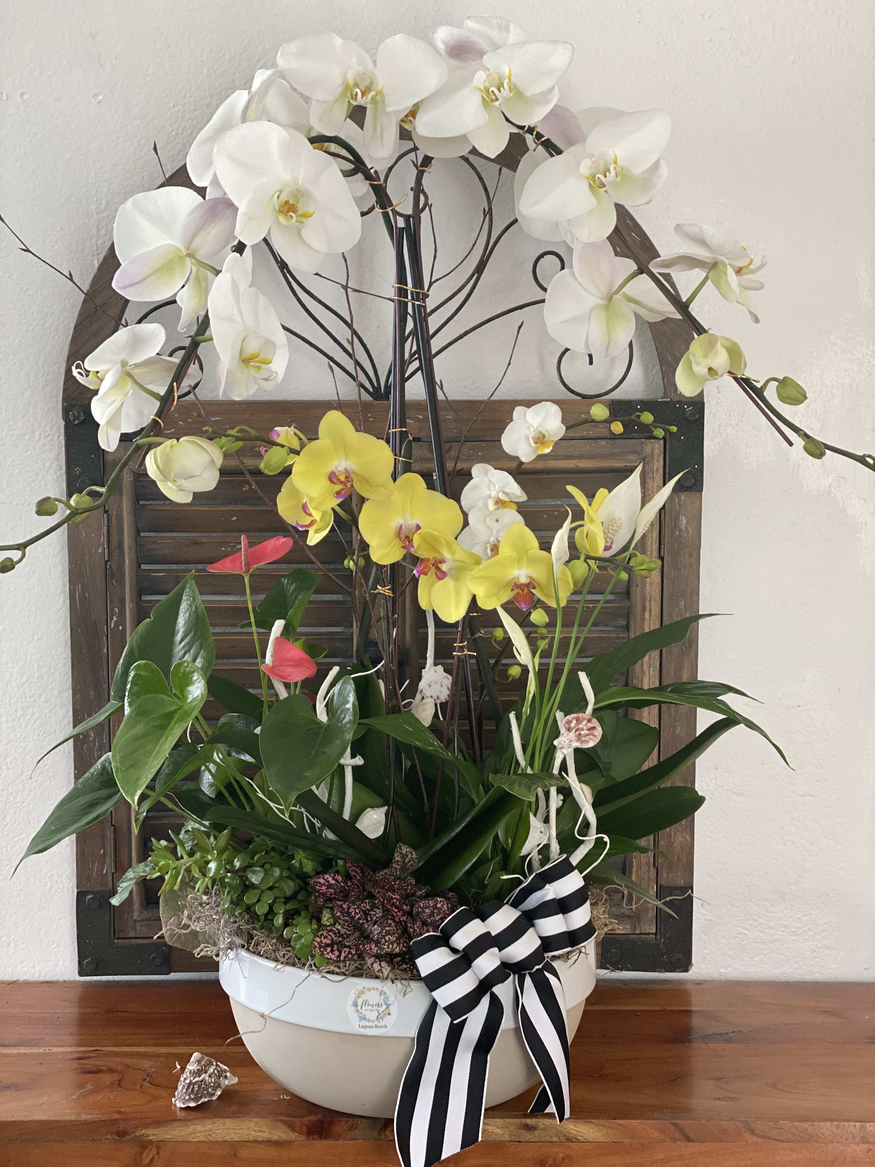 Orchid arrangement in a white bowl with a black-and-white ribbon