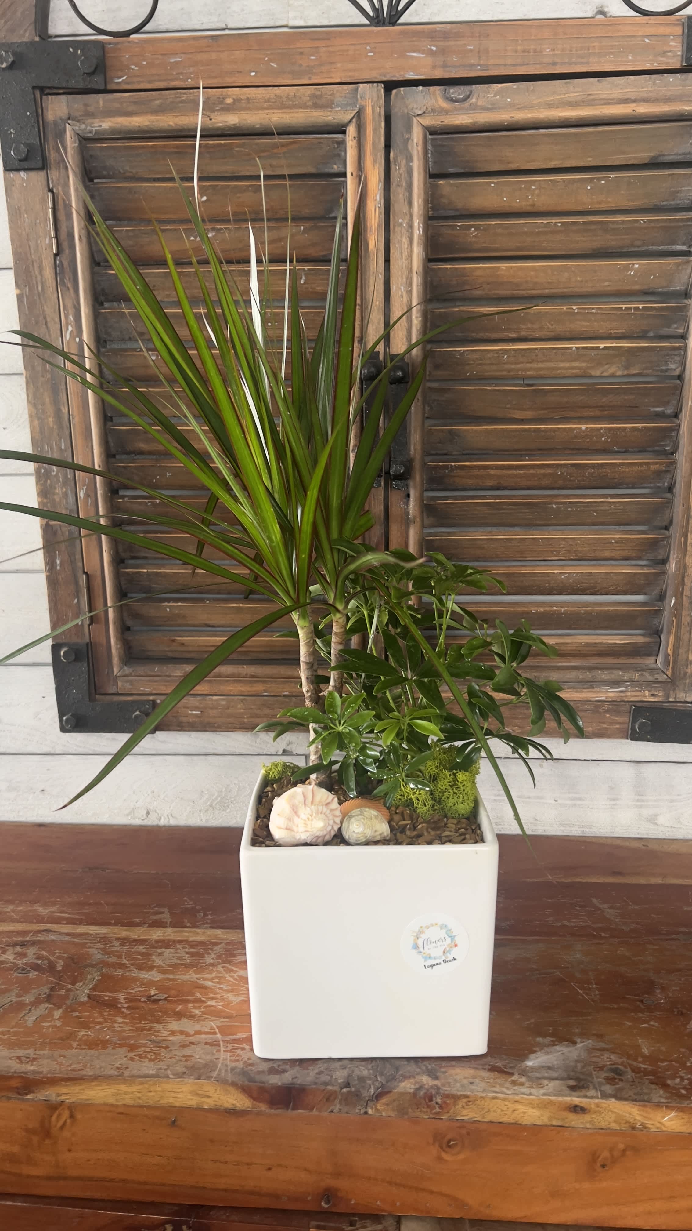 Potted dracaena plant in a white square planter with seashell accents