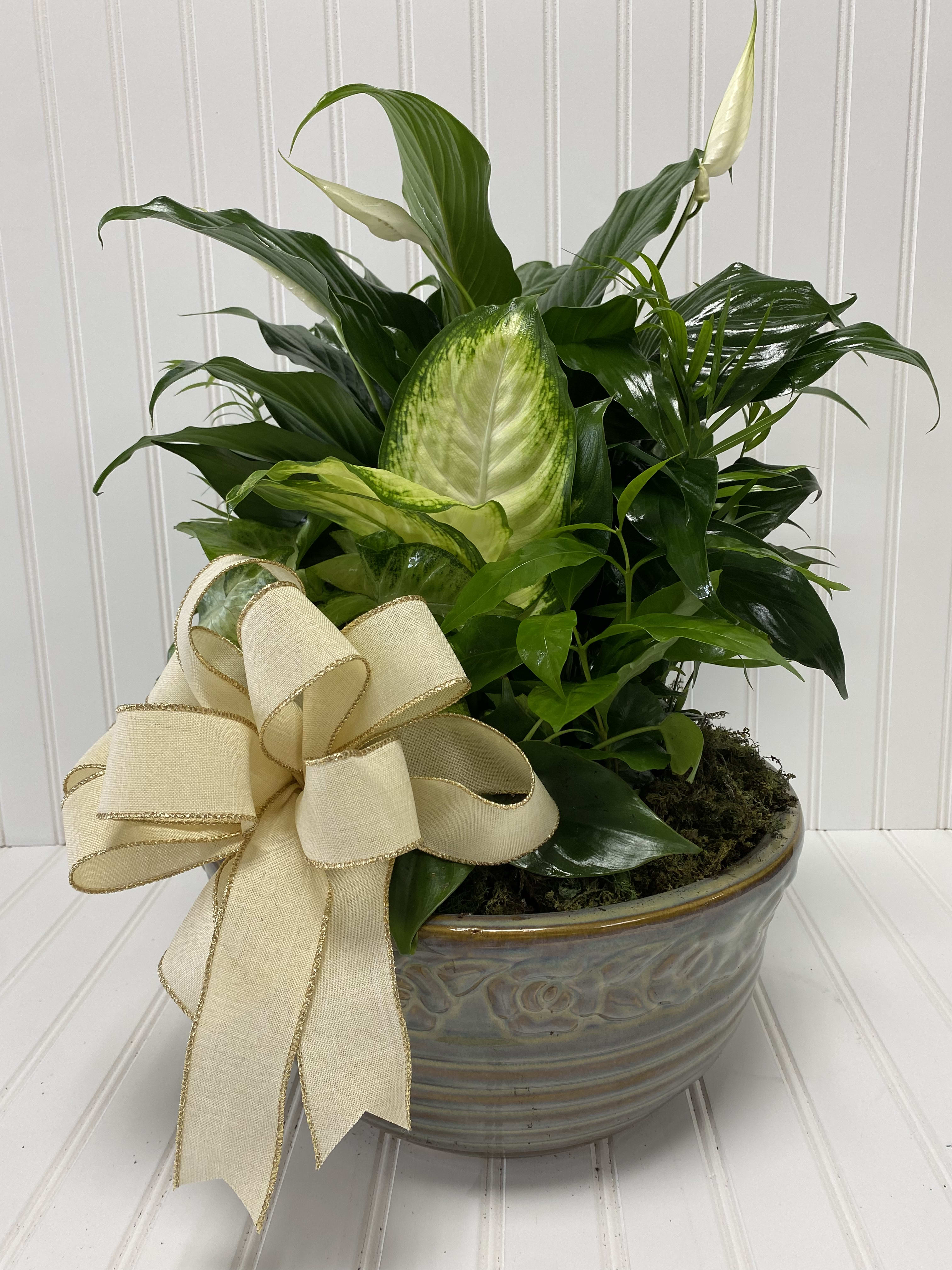 Potted green houseplant in a ceramic bowl with a cream ribbon bow