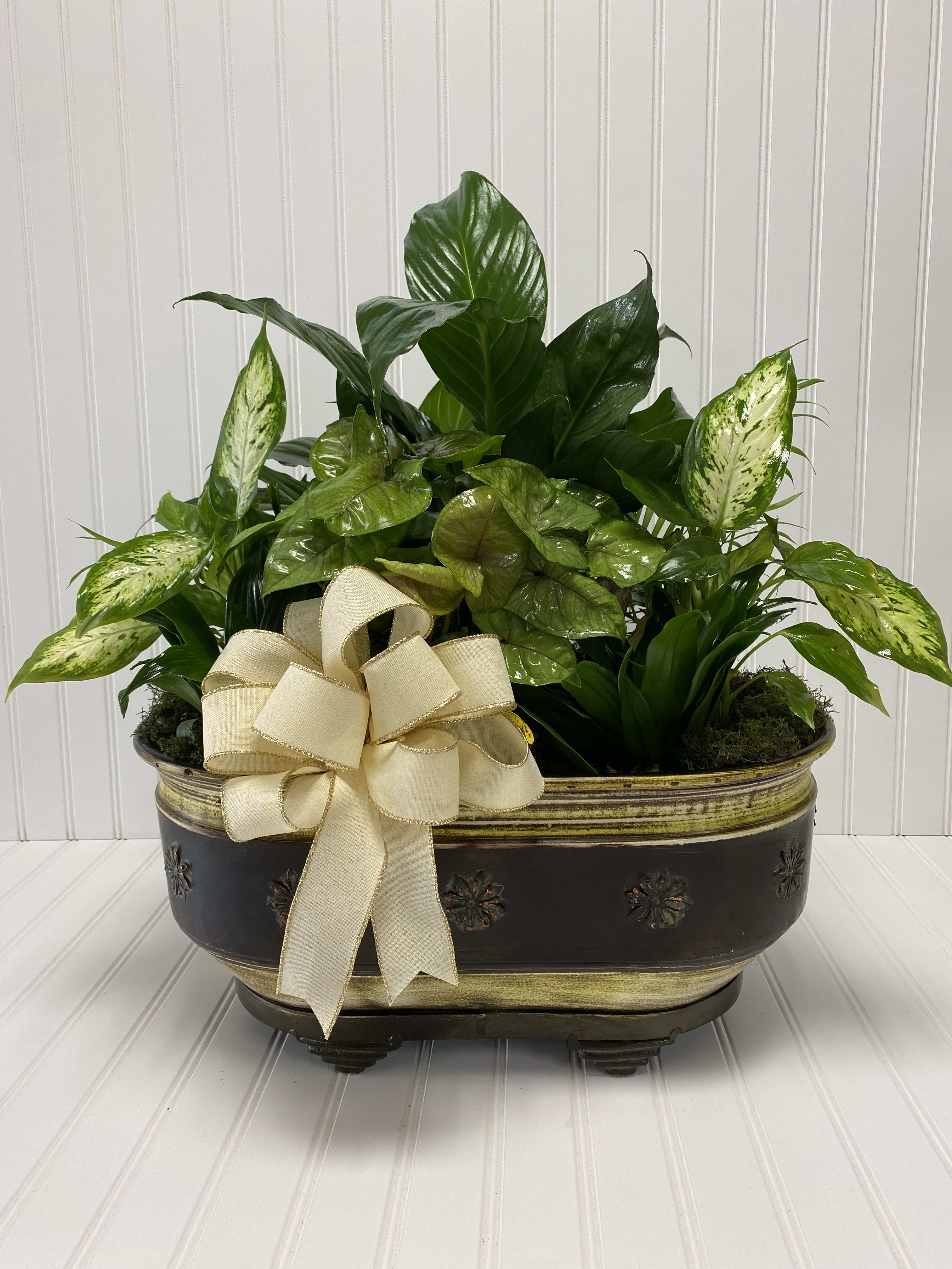 Mixed green houseplants in a decorative planter with a cream ribbon bow