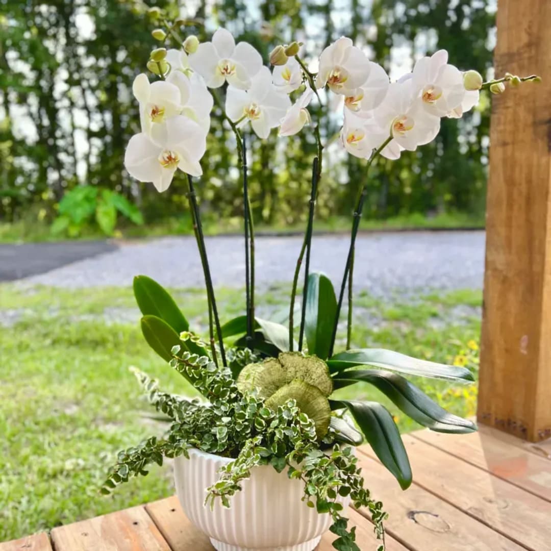 White orchid arrangement in a ribbed white pot with trailing greenery
